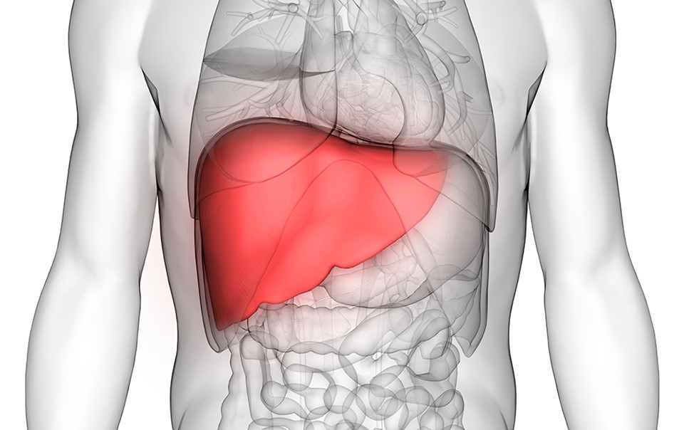 Liver Fibrosis and Cirrhosis